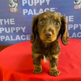 Dachshund
