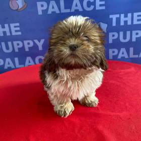Lhasa Tzu