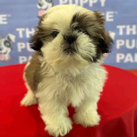 Shih Tzu