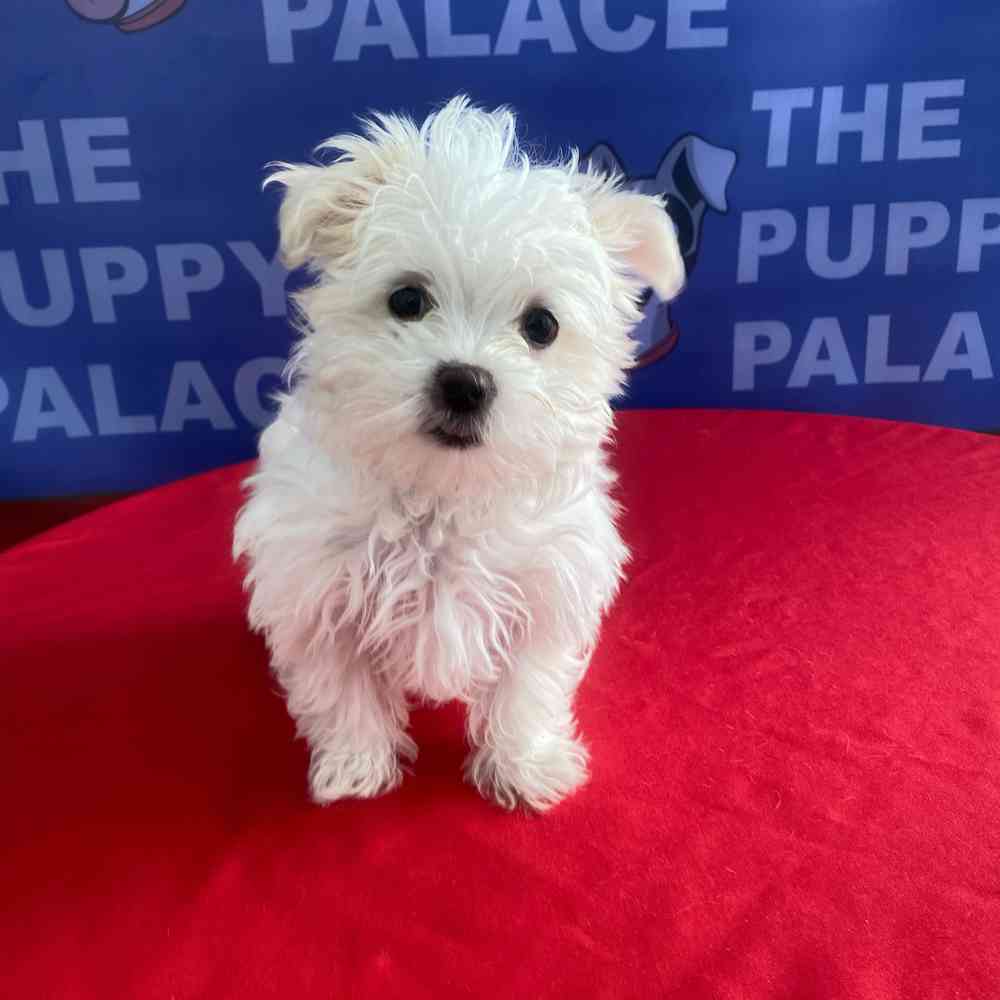 Image of a pet breed in the gallery