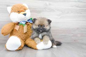 Pomeranian