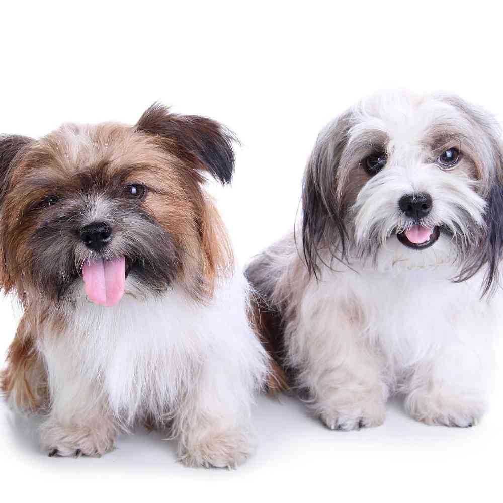 Havanese