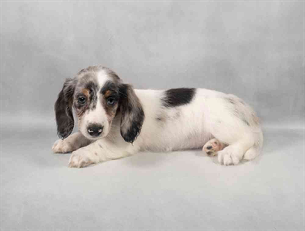Image of a pet breed in the gallery