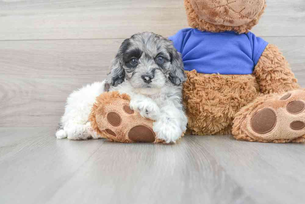 carousel pet images