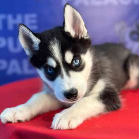 Siberian Husky