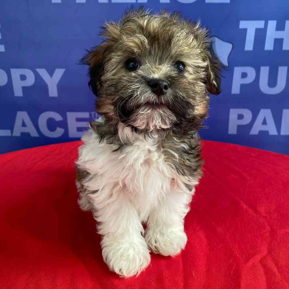 Image of a pet breed in the gallery