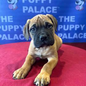 Bullmastiff