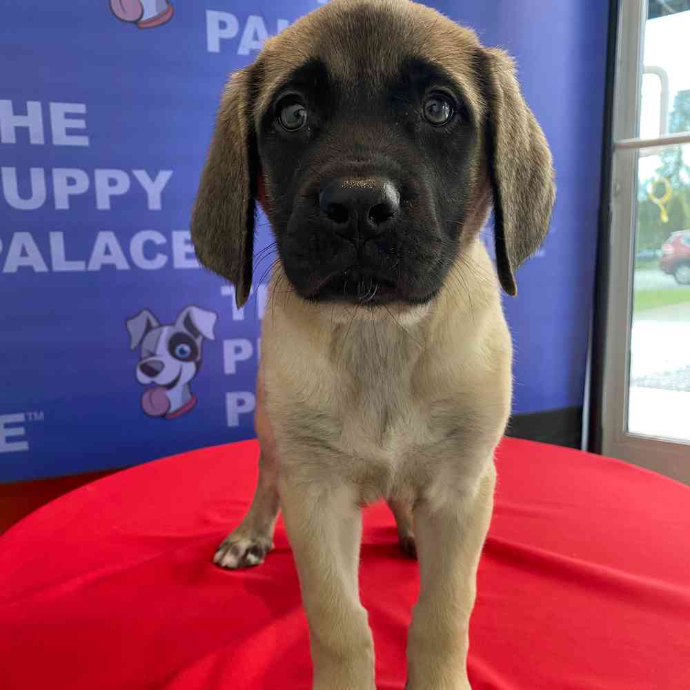 English Mastiff