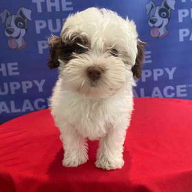 Havanese