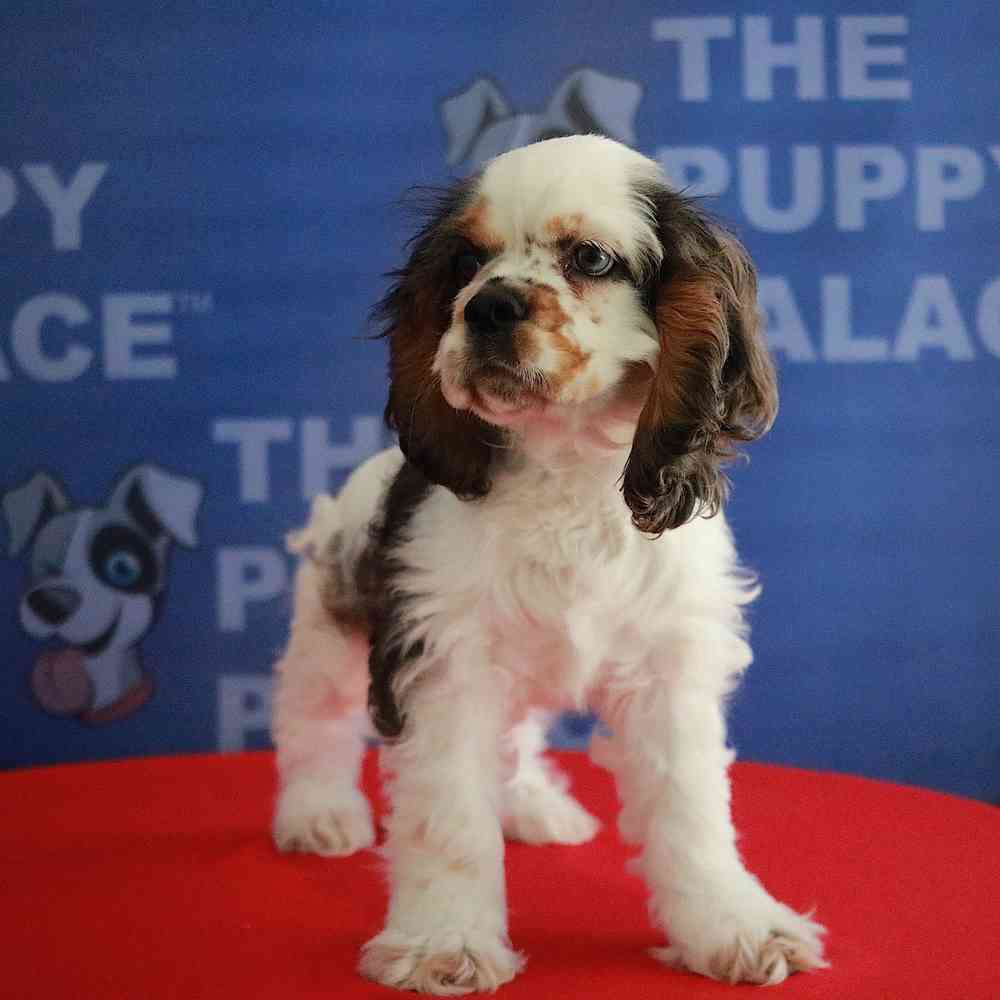 carousel pet images