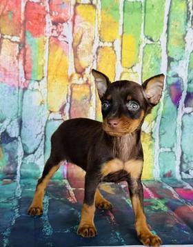 Min Pin