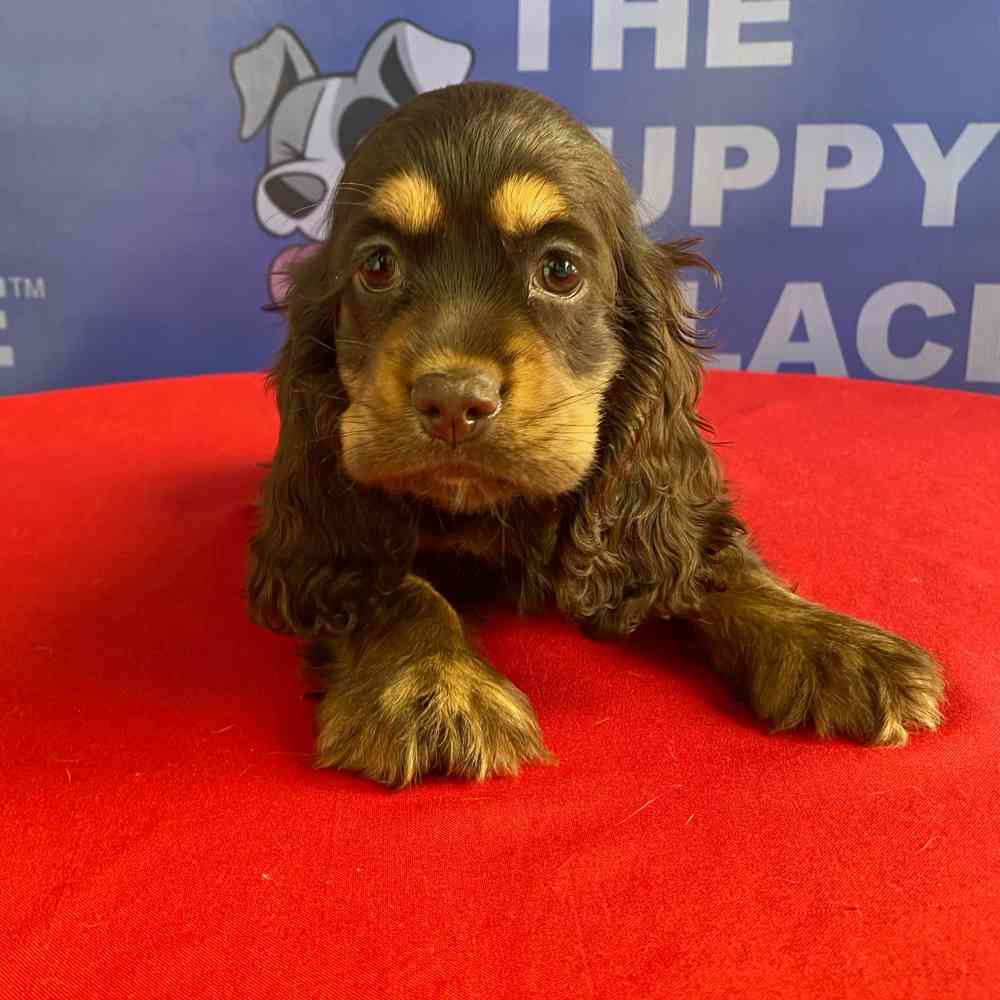 Image of a pet breed in the gallery