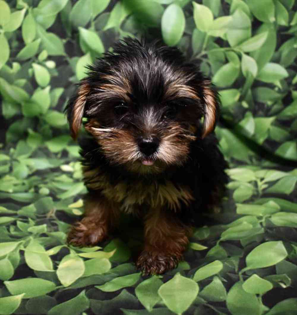 Image of a pet breed in the gallery