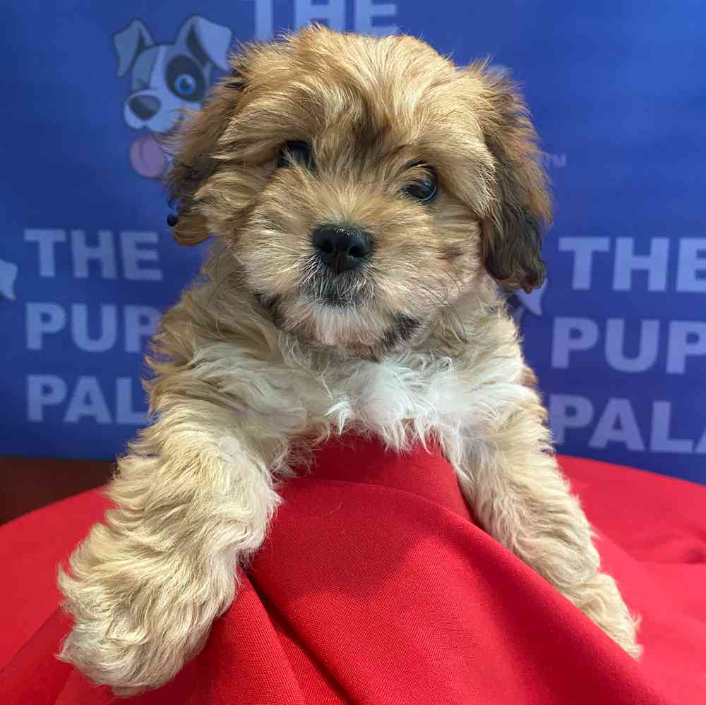 Image of a pet breed in the gallery