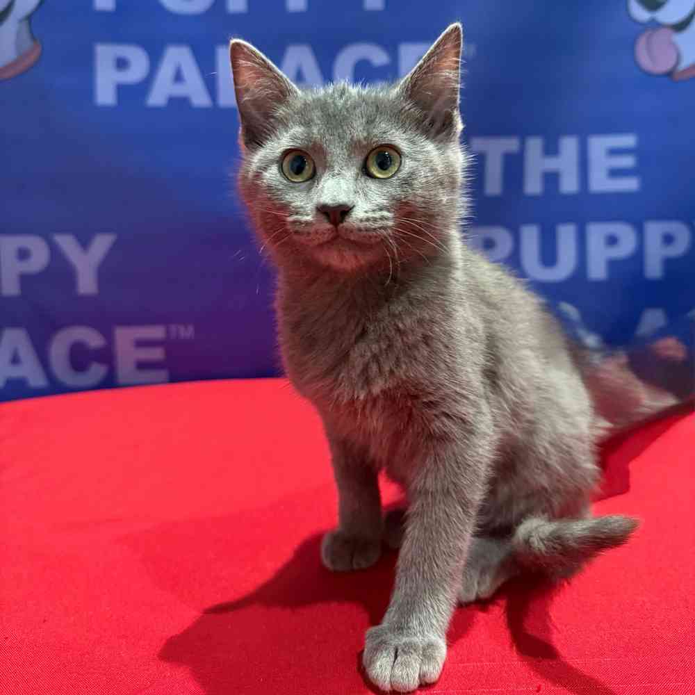 Russian Blue