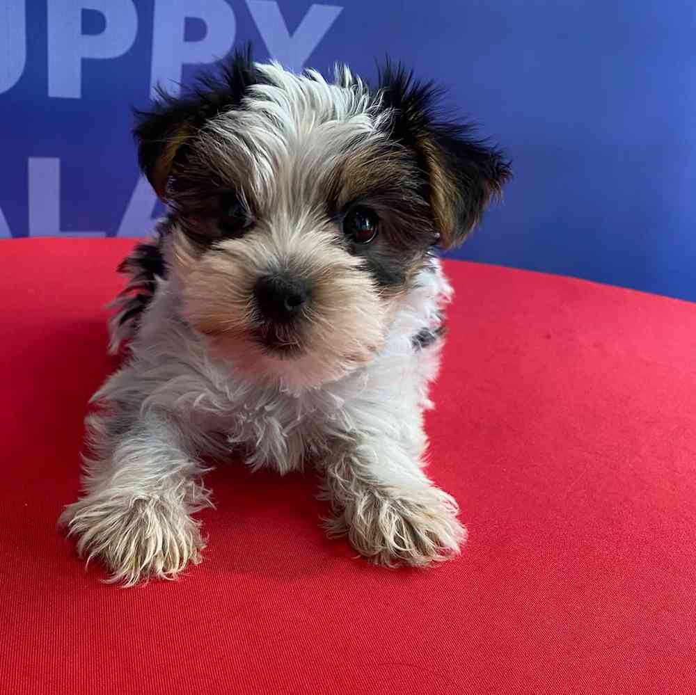 carousel pet images