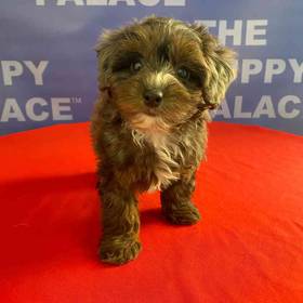 Yorkie-Poo
