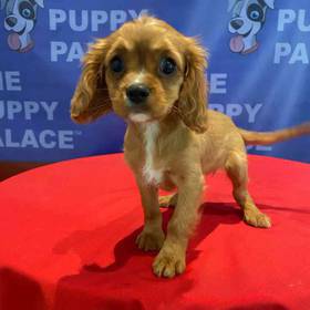 Cavalier King Charles Spaniel