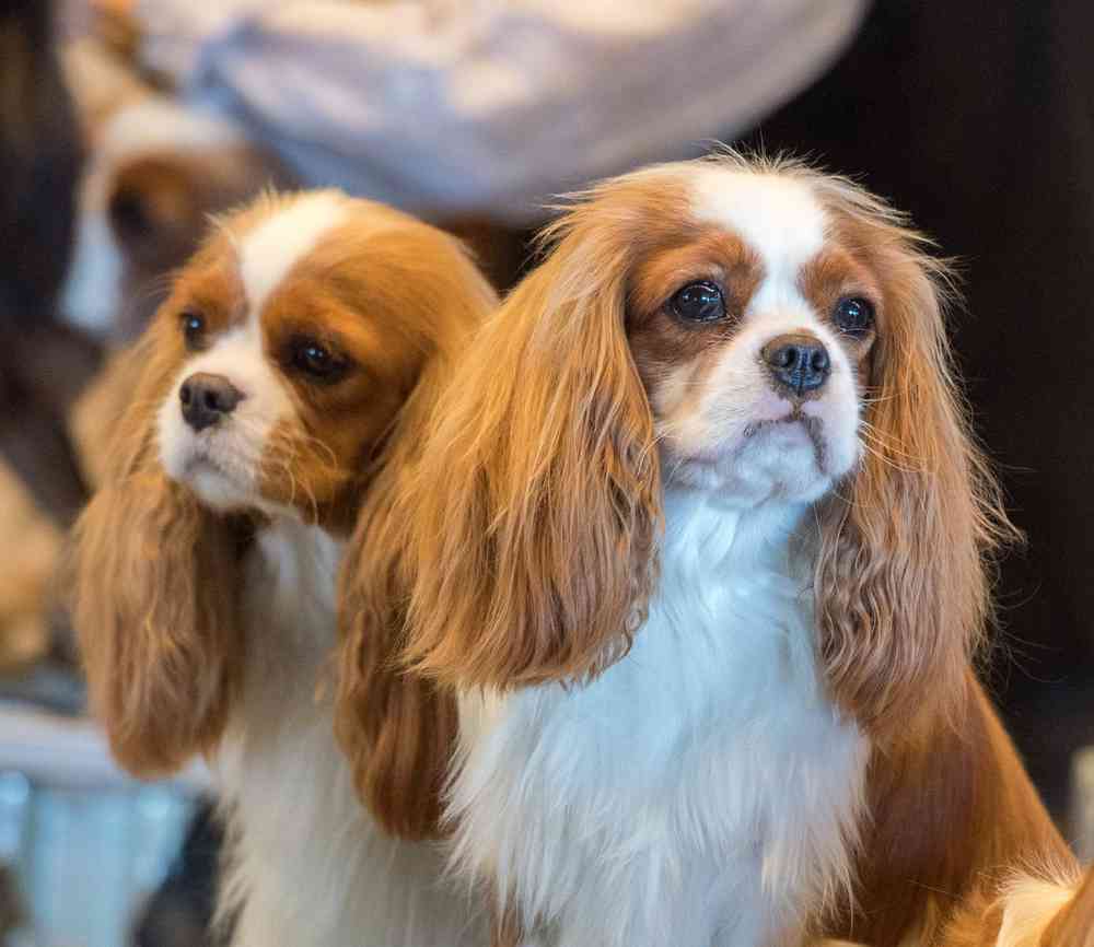 Cavalier King Charles Spaniel