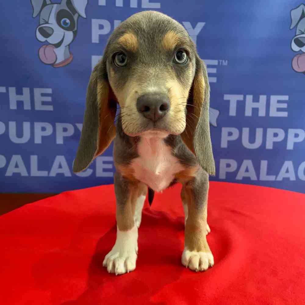 carousel pet images