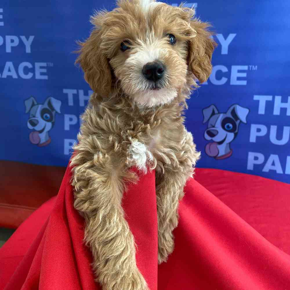 carousel pet images