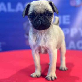 Pug