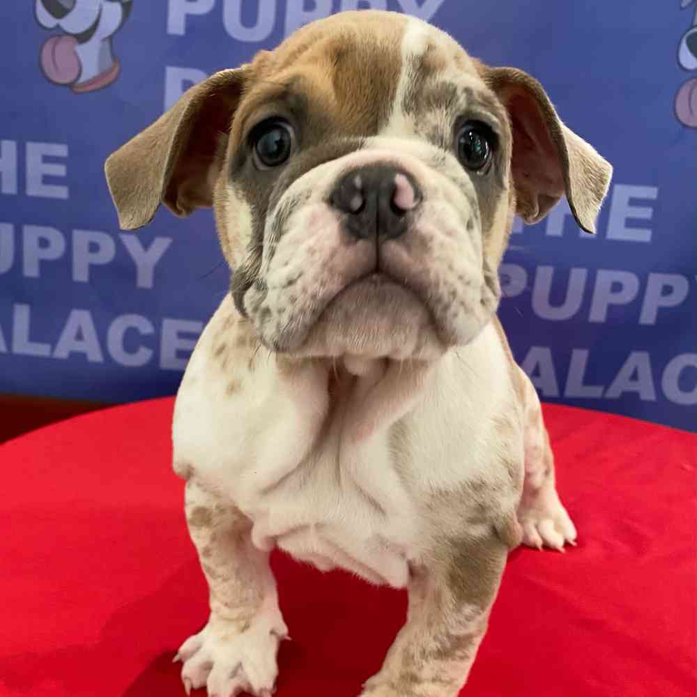 Image of a pet breed in the gallery