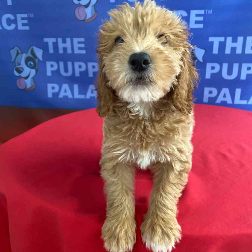 carousel pet images