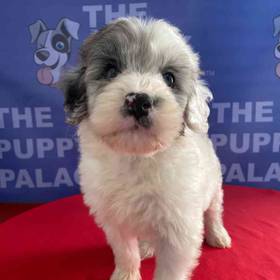 F2B Mini Sheepadoodle