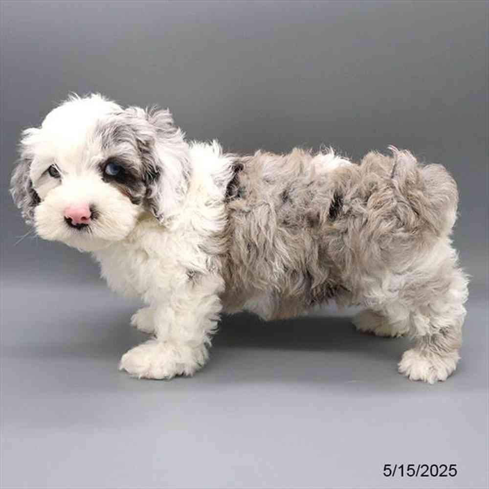 Image of a pet breed in the gallery