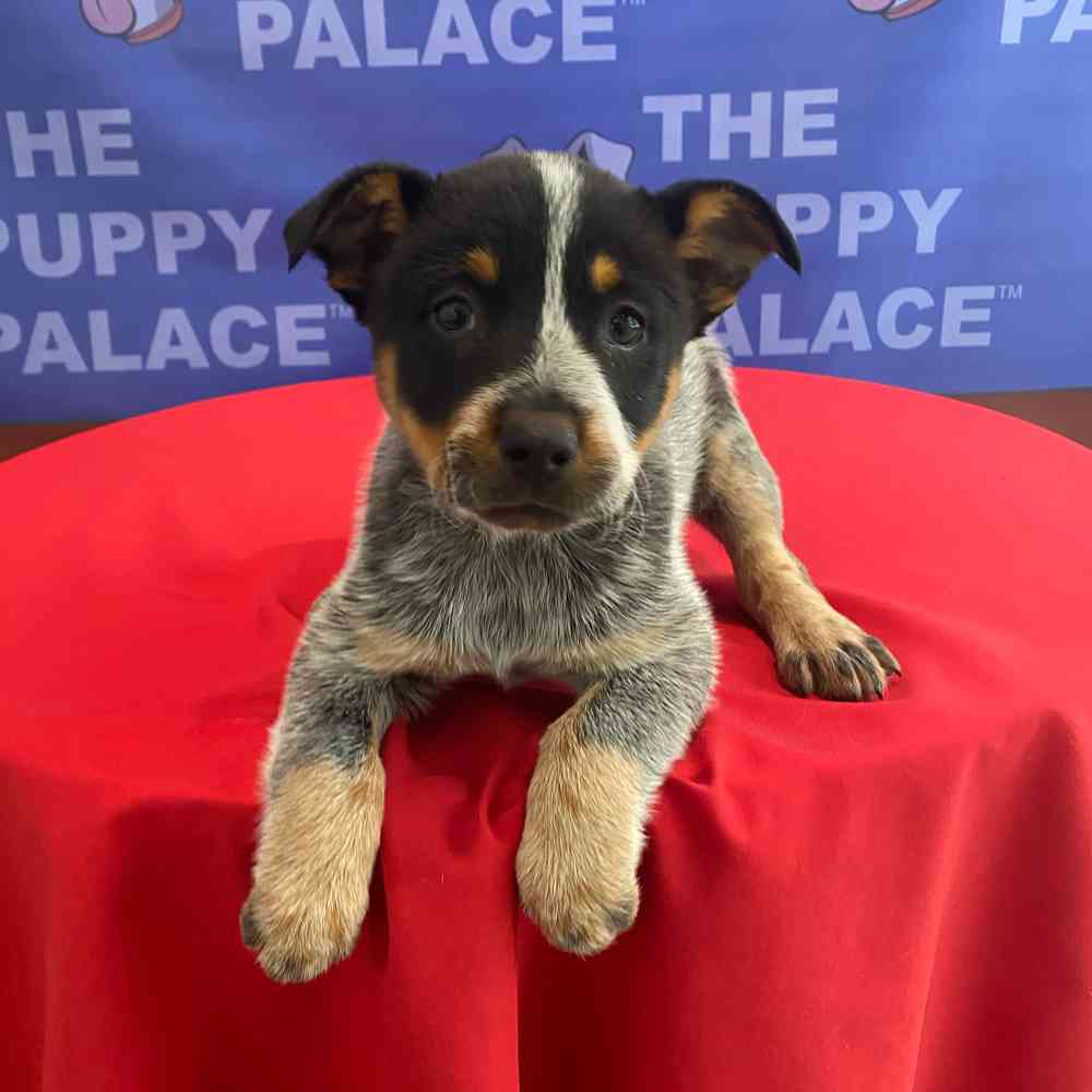 Image of a pet breed in the gallery
