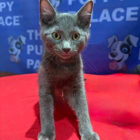 Russian Blue