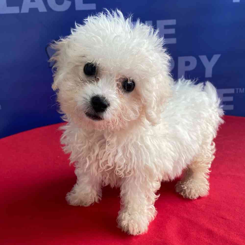 Image of a pet breed in the gallery