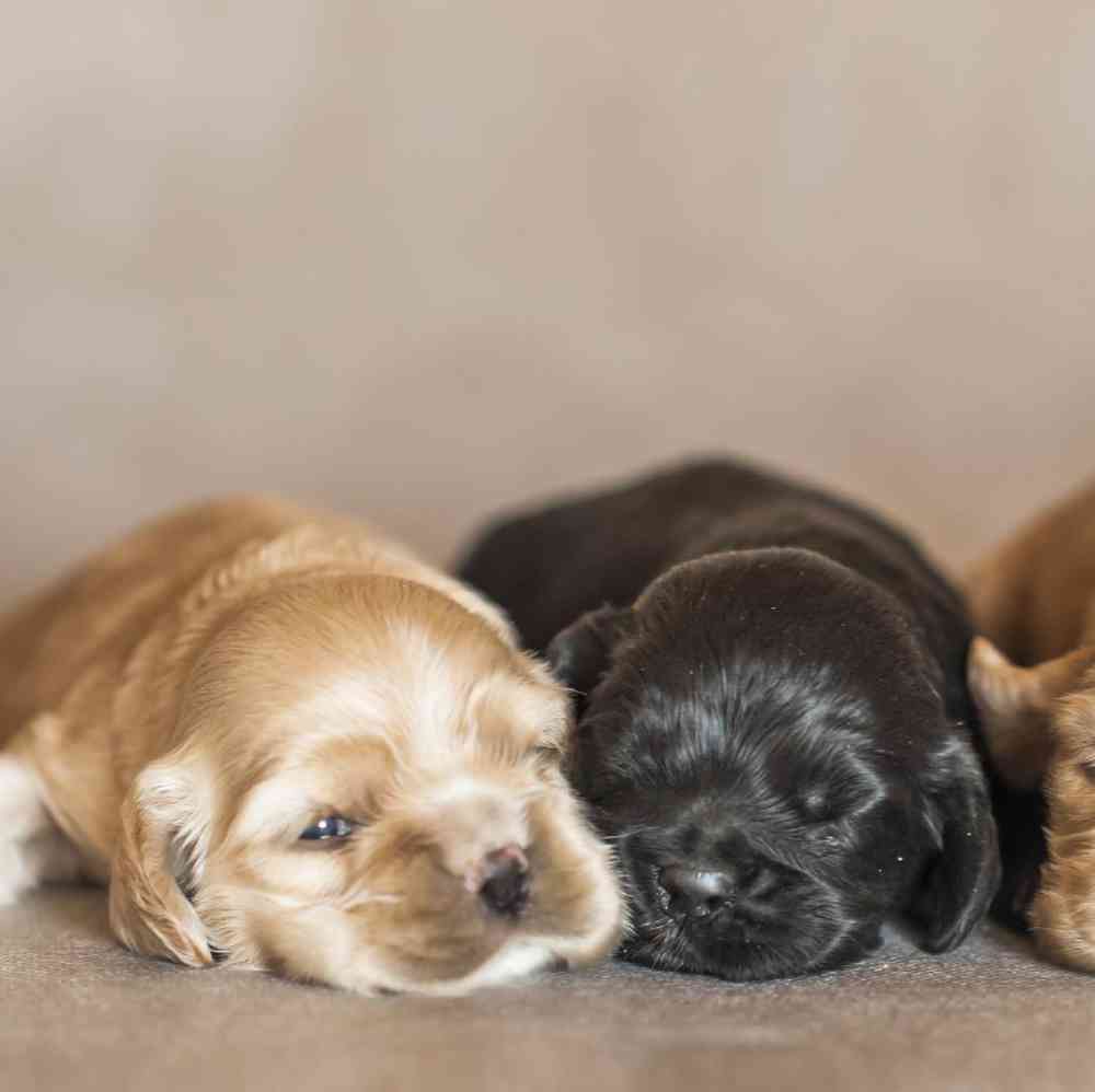 Cocker Spaniel