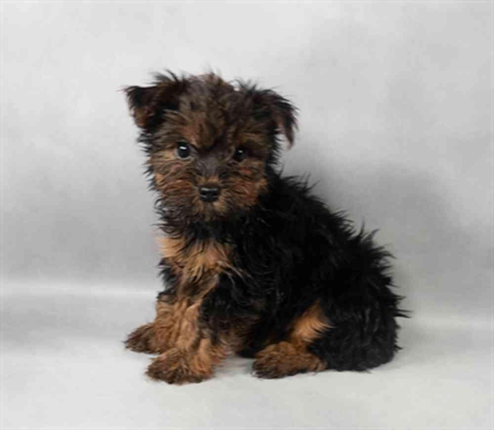 Image of a pet breed in the gallery