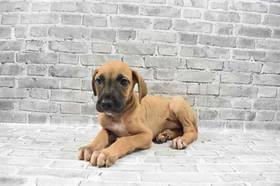 Great Dane