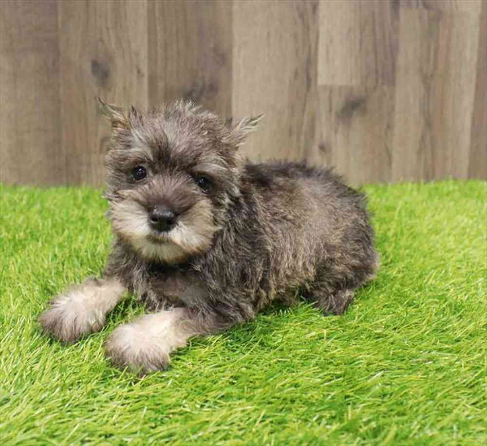 Image of a pet breed in the gallery