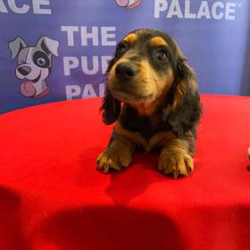 Dachshund