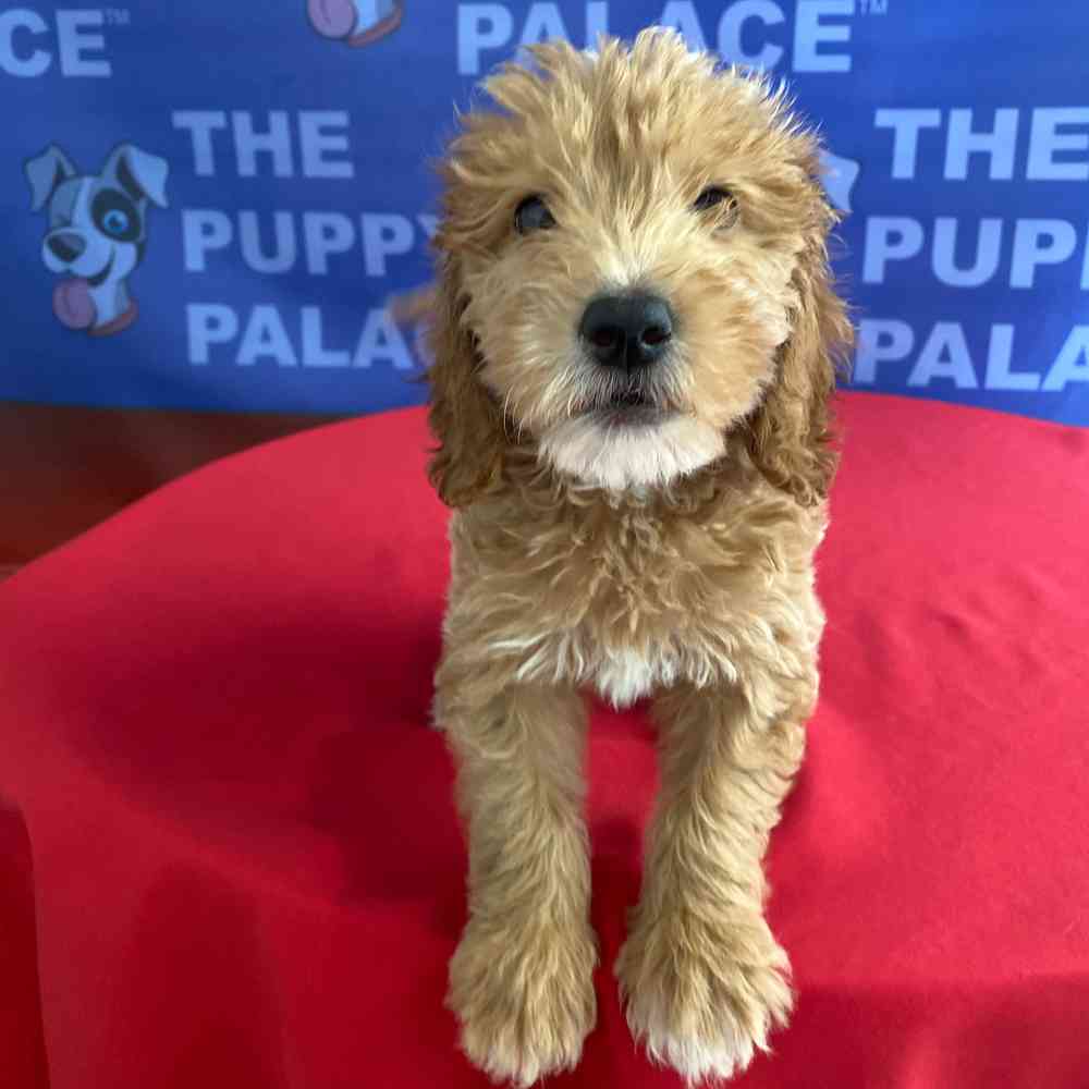 carousel pet images