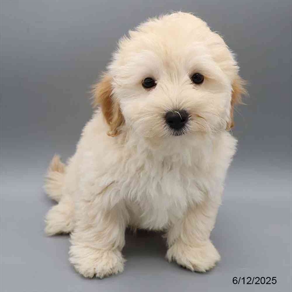 Image of a pet breed in the gallery