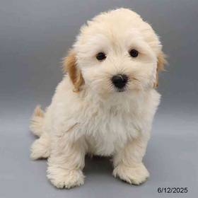 Maltipoo