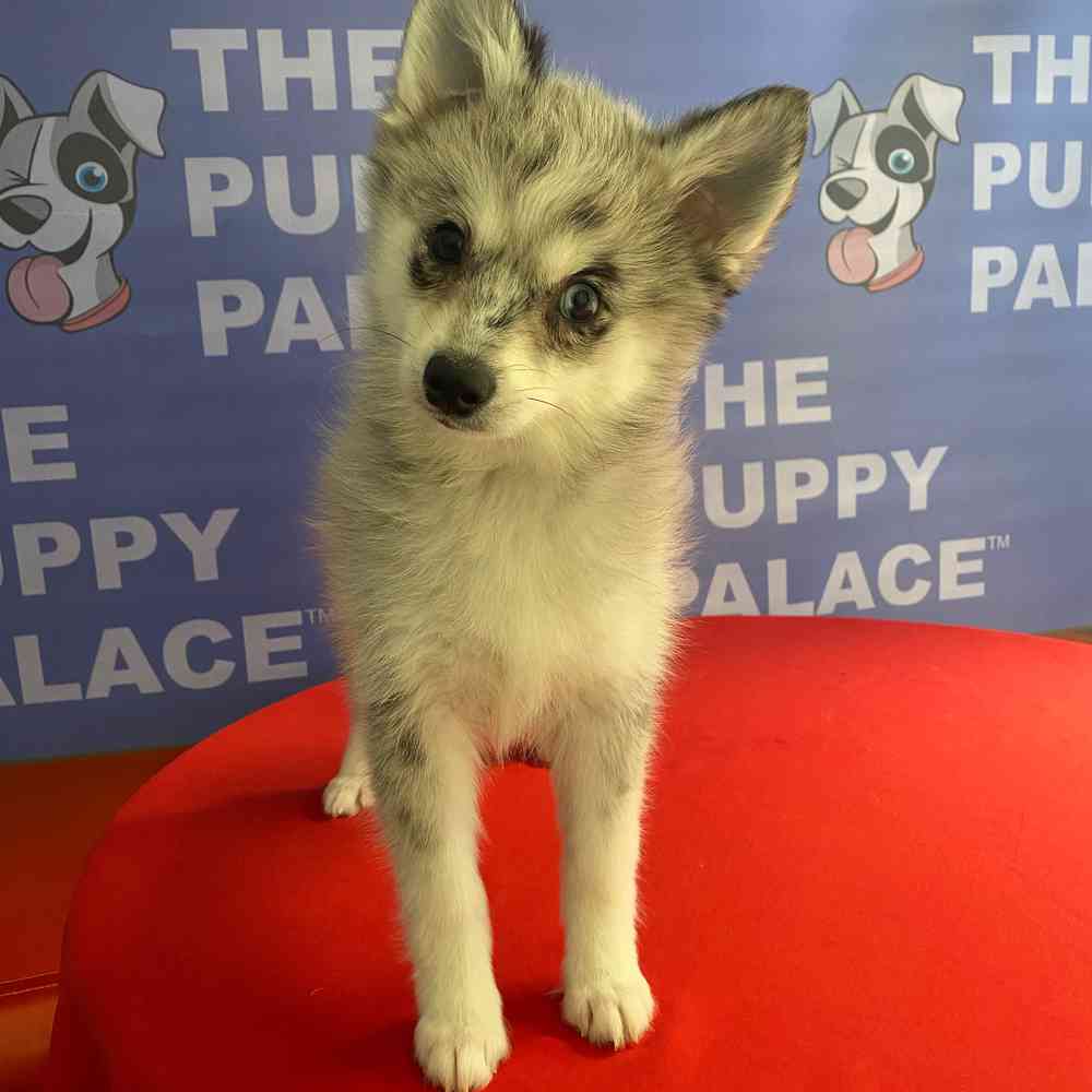 carousel pet images