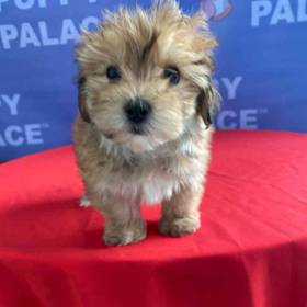 Morkie