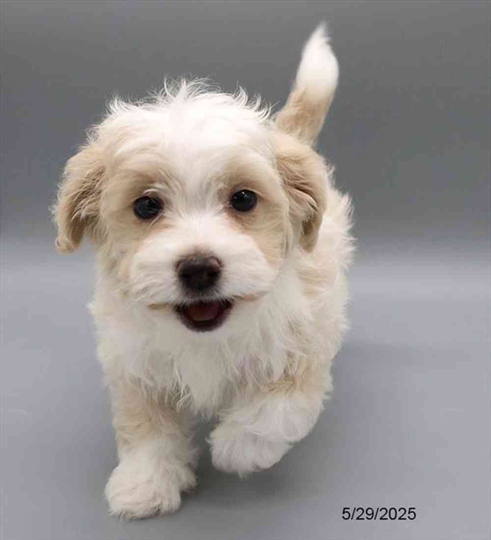 Image of a pet breed in the gallery