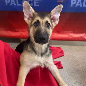 German Shepherd