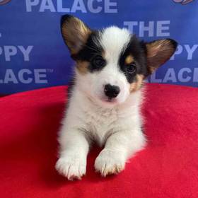 Pembroke Welsh Corgi