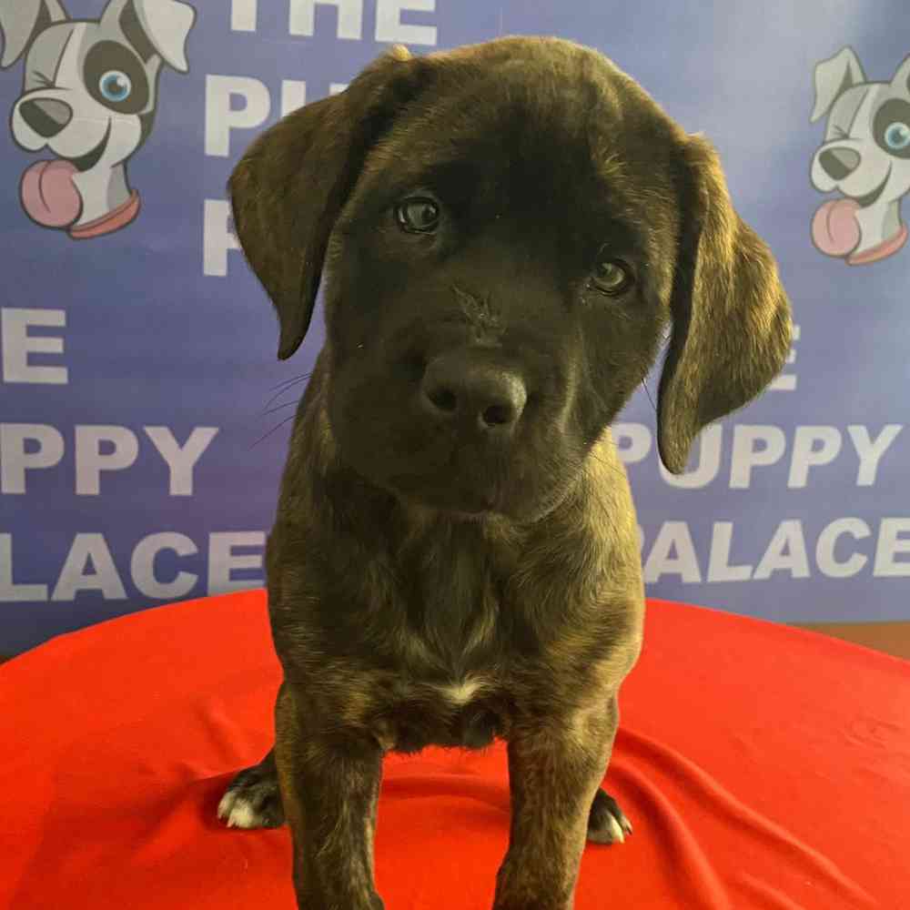 English Mastiff