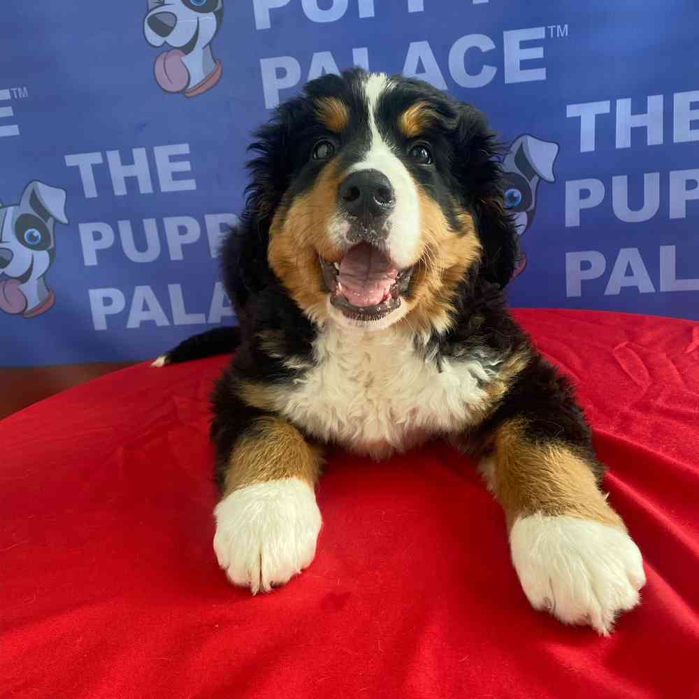carousel pet images