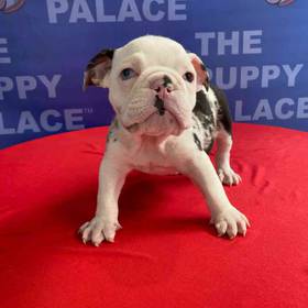 English Bulldog