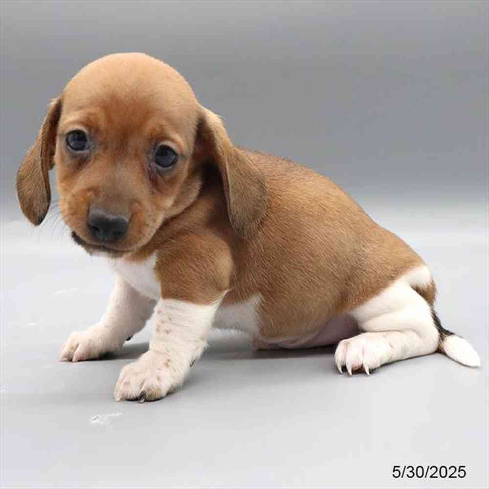 Image of a pet breed in the gallery